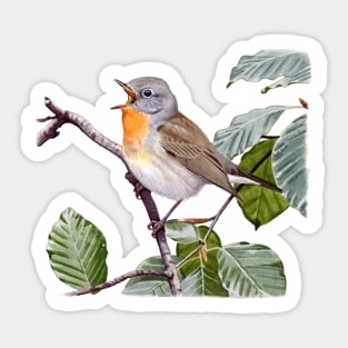 Red-breasted Flycatcher Sticker